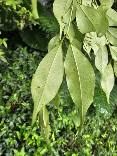 Zanthoxylum scandens