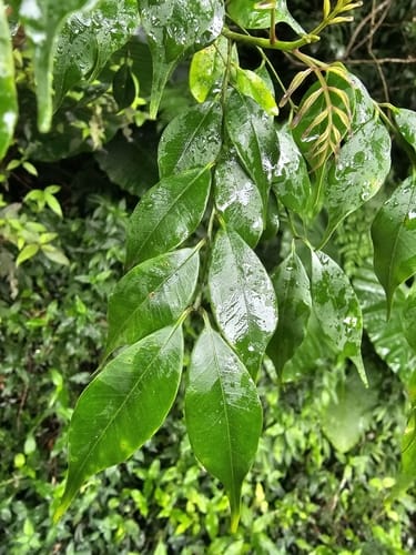 Zanthoxylum scandens