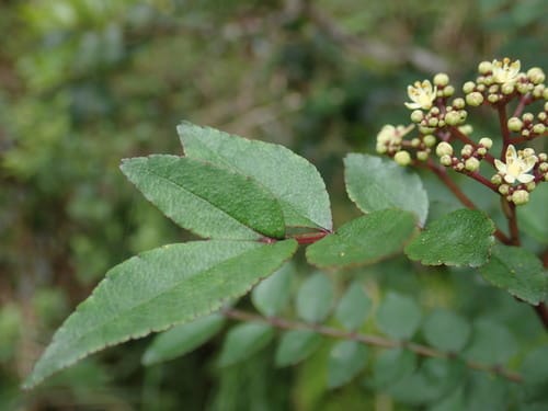 Zanthoxylum schinifolium