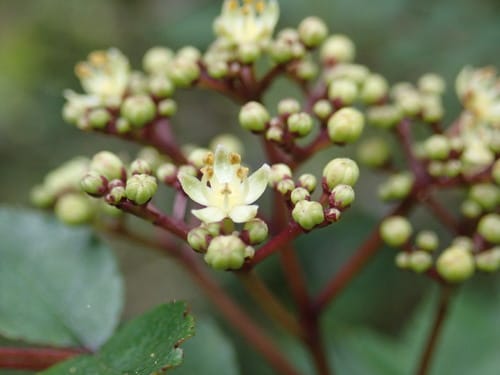 Zanthoxylum schinifolium