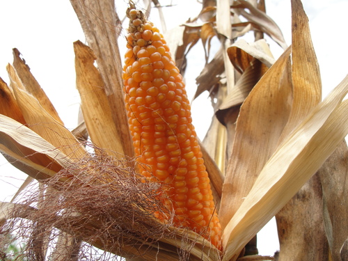 Zea mays