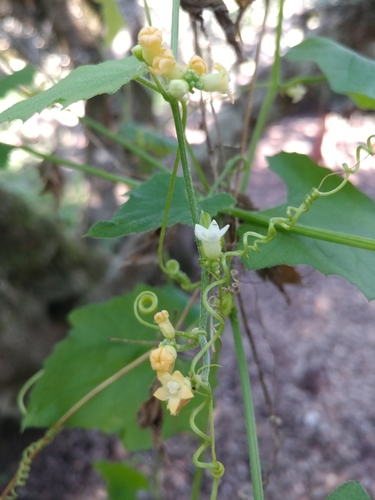 Zehneria scabra