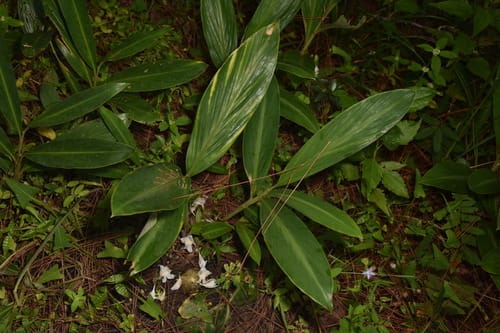 Zingiber densissimum