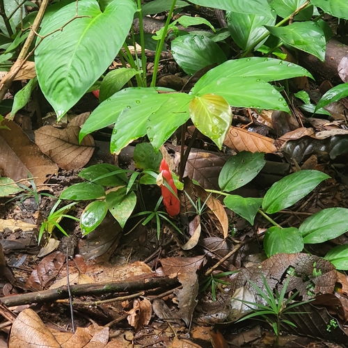 Zingiber griffithii