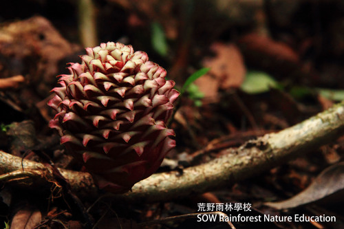 Zingiber longipedunculatum