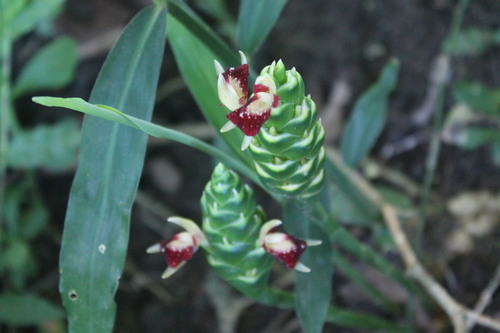 Zingiber officinale