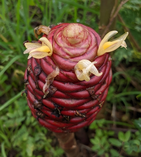 Zingiber ottensii