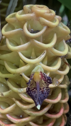 Zingiber spectabile