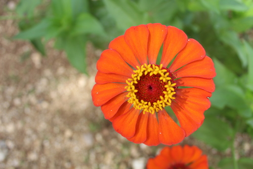 Zinnia elegans