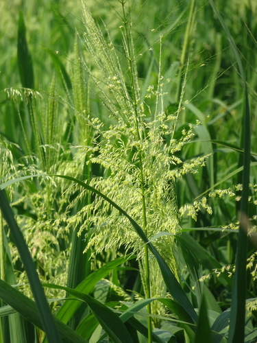 Zizania aquatica
