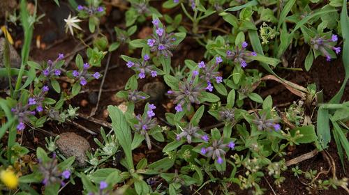 Ziziphora capitata
