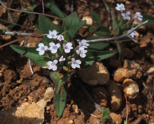 Ziziphora capitata