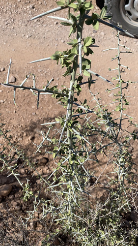 Ziziphus lycioides