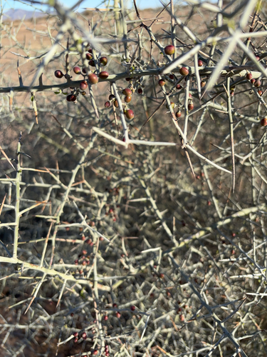 Ziziphus lycioides