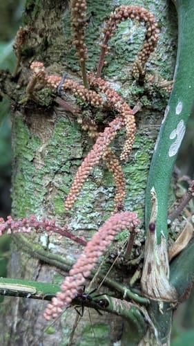 Zygia coccinea