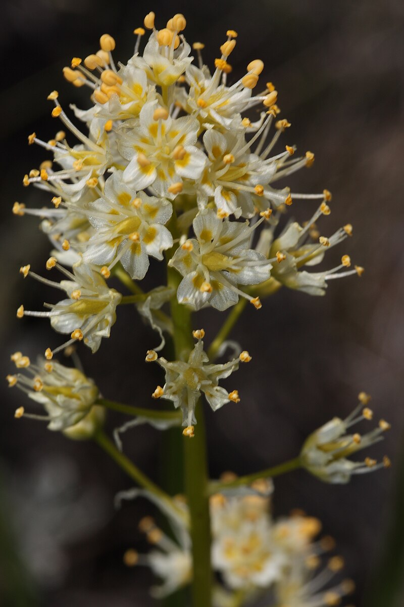 Death Camas